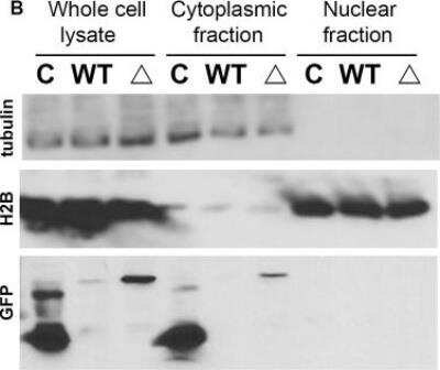 Western Blot: Histone H2B, member S Antibody [NB100-56347]