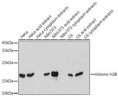 Western Blot: Histone H2B Antibody (3U2P5) [NBP3-15598]