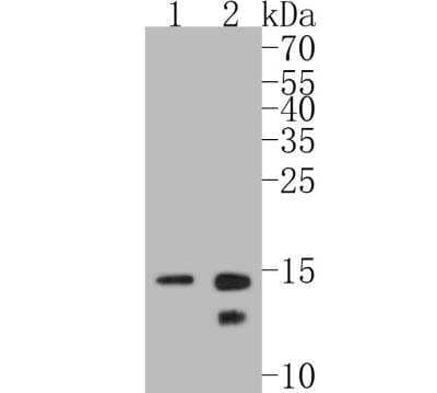 Western Blot: Histone H2B Antibody (SD20-63) [NBP2-67753]