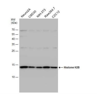 Western Blot: Histone H2B Antibody [NBP2-42854]