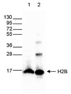 Western Blot: Histone H2B Antibody [NBP2-59270]