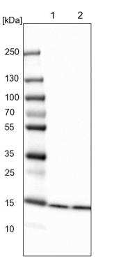 Western Blot: Histone H2B type 2E Antibody [NBP2-46688]