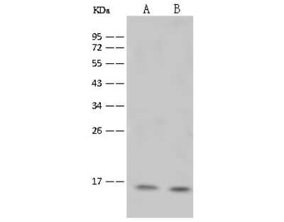 Western Blot: Histone H2B type 1B Antibody [NBP2-98972]