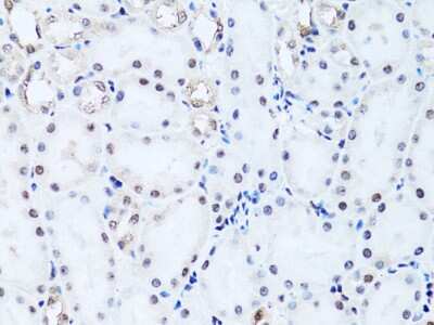 Immunohistochemistry-Paraffin: Histone H2B type 2E Antibody - Azide and BSA Free [NBP3-03254]