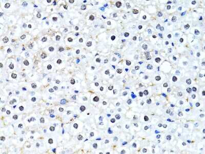 Immunohistochemistry-Paraffin: Histone H2B type 2E Antibody - Azide and BSA Free [NBP3-03254]