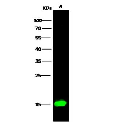 Western Blot: Histone H2B type 2E Antibody [NBP2-99782]