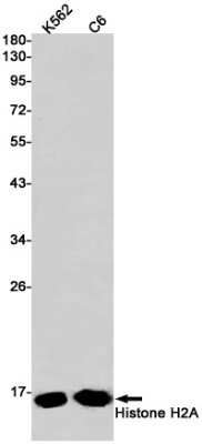 Western Blot: Histone H2a Antibody (S08-1A5) [NBP3-15040]