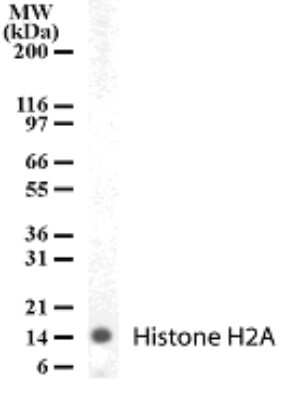 Western Blot: Histone H2a Antibody [NB100-56346]
