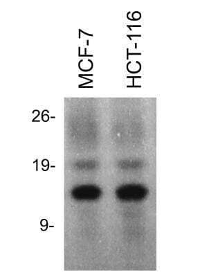 Western Blot: Histone H2a Antibody [NB100-56346]