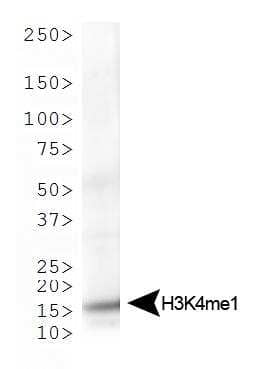 Western Blot: Histone H3 [Monomethyl Lys4] AntibodyBSA Free [NB21-1021]