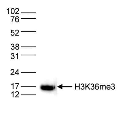 Western Blot: Histone H3 [Trimethyl Lys36] Antibody [NBP2-59199]