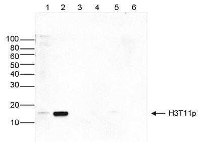 Western Blot: Histone H3 [p Thr11] Antibody [NBP2-59274]