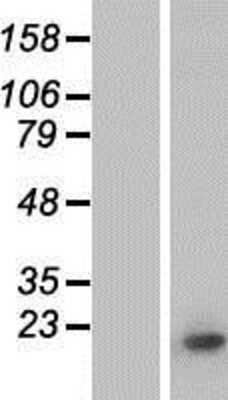 Western Blot: Histone H3.1 Overexpression Lysate [NBP2-10892]