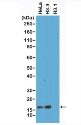 Western Blot: Histone H3.3 Antibody (RM190) [NBP2-61548]