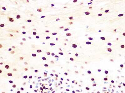 Immunohistochemistry-Paraffin: Histone H3.3 Antibody (5C5B8) [NBP3-16489]