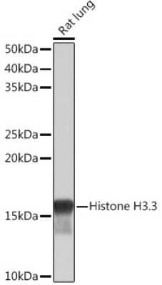 Western Blot: Histone H3.3 Antibody (5C5B8) [NBP3-16489]