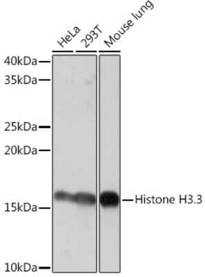 Western Blot: Histone H3.3 Antibody (5C5B8) [NBP3-16489]