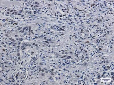 Immunohistochemistry-Paraffin: Histone H3.3 Antibody (S04-5J3) [NBP3-14894]