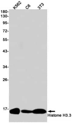 Western Blot: Histone H3.3 Antibody (S04-5J3) [NBP3-14894]