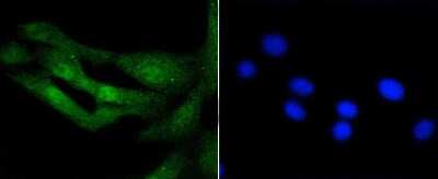 Immunocytochemistry/ Immunofluorescence: Histone H3.3 Antibody (ST50-08) [NBP2-67530]