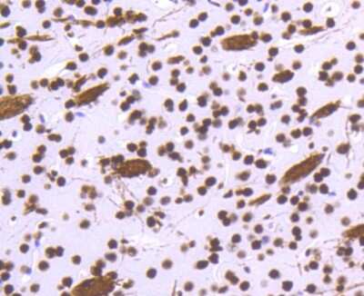Immunohistochemistry-Paraffin: Histone H3.3 Antibody (ST50-08) [NBP2-67530]