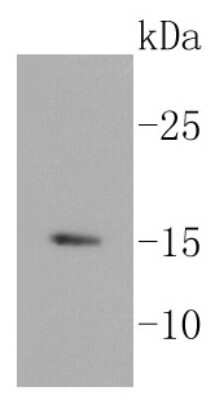 Western Blot: Histone H3.3 Antibody (ST50-08) [NBP2-67530]