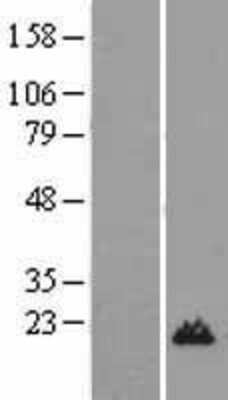 Western Blot: Histone H3.3A Overexpression Lysate [NBL1-11428]