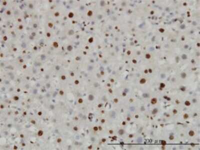 Immunohistochemistry-Paraffin: Histone H3.3B Antibody (2D7-H1) [H00003021-M01]