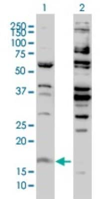 Western Blot: Histone H3.3B Antibody (2D7-H1) [H00003021-M01]