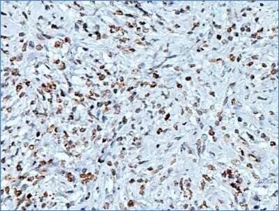 Immunohistochemistry: Histone H3 Antibody (1B1-B2) - Azide and BSA Free [NBP2-80770]