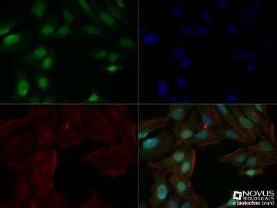 Immunocytochemistry/ Immunofluorescence: Histone H3 Antibody (1B1-B2) - BSA Free [NBP2-36468]