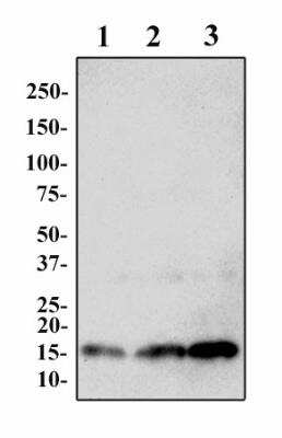 Western Blot: Histone H3 Antibody (1B1-B2)BSA Free [NBP2-36468]