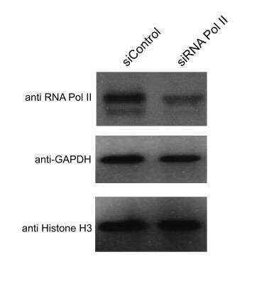 Western Blot: Histone H3 Antibody (1B1-B2)BSA Free [NBP2-36468]