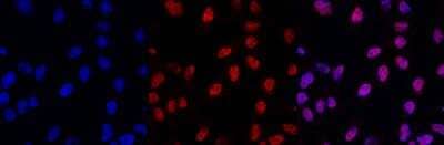 Immunocytochemistry/ Immunofluorescence: Histone H3 Antibody (1B1B2) [NBP2-59277]