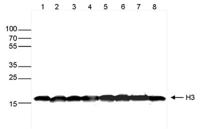 Western Blot: Histone H3 Antibody (1B1B2) [NBP2-59277]