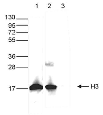 Western Blot: Histone H3 Antibody (1B1B2) [NBP2-59277]