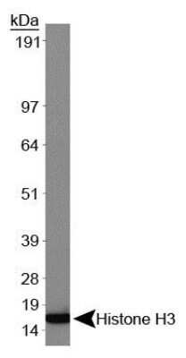 Western Blot: Histone H3 [Trimethyl Lys9] Antibody (6F12-H4)Azide and BSA Free [NBP2-80769]