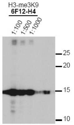 Western Blot: Histone H3 [Trimethyl Lys9] Antibody (6F12-H4)Azide and BSA Free [NBP2-80769]