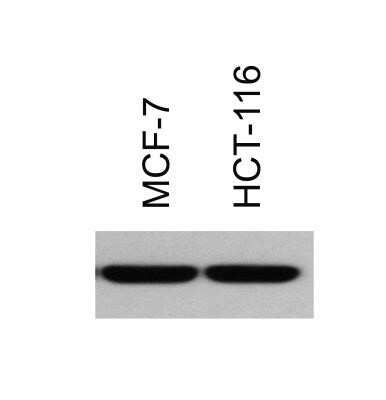 Western Blot: Histone H3 [Trimethyl Lys9] Antibody (6F12-H4)Azide and BSA Free [NBP2-80769]