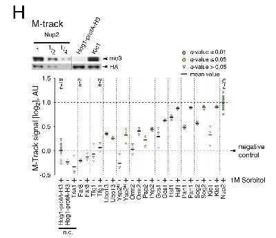 Western Blot: Histone H3 [Trimethyl Lys9] Antibody (6F12-H4)Azide and BSA Free [NBP2-80769]