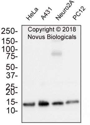 Western Blot: Histone H3 [Trimethyl Lys9] Antibody (6F12-H4)Azide and BSA Free [NBP2-80769]