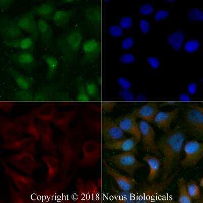 Immunocytochemistry/ Immunofluorescence: Histone H3 Antibody - BSA Free [NB500-171]