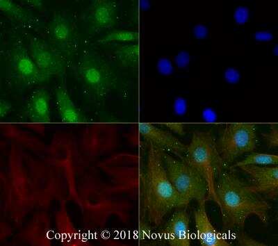 Immunocytochemistry/ Immunofluorescence: Histone H3 Antibody - BSA Free [NB500-171]
