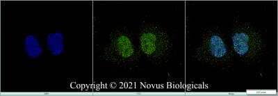 Immunocytochemistry/ Immunofluorescence: Histone H3 Antibody - BSA Free [NB500-171]