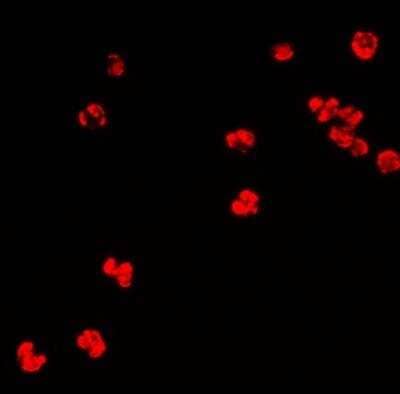 Immunocytochemistry/ Immunofluorescence: Histone H3 Antibody - BSA Free [NB500-171]