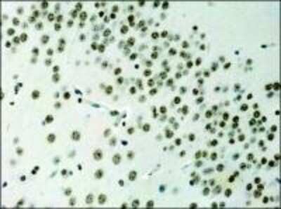 Immunohistochemistry-Paraffin: Histone H3 Antibody - BSA Free [NB500-171]