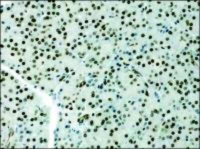 Immunohistochemistry-Paraffin: Histone H3 Antibody - BSA Free [NB500-171]