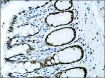 Immunohistochemistry-Paraffin: Histone H3 Antibody - BSA Free [NB500-171]
