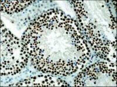 Immunohistochemistry-Paraffin: Histone H3 Antibody - BSA Free [NB500-171]