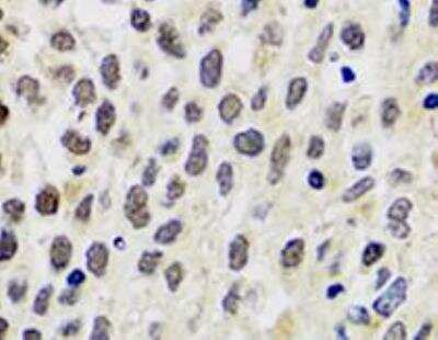 Immunohistochemistry-Paraffin: Histone H3 Antibody - BSA Free [NB500-171]